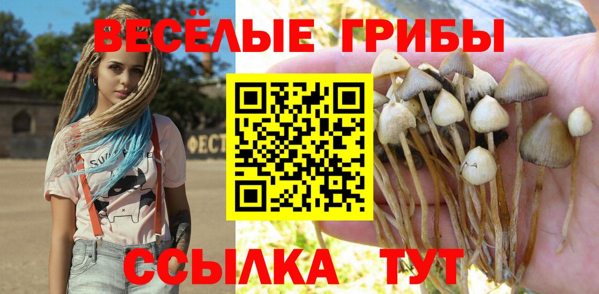 Псилоцибиновые грибы Psilocybe Дятьково